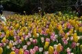 Tulip show at Araluen Botanic Park, Perth Australia Royalty Free Stock Photo