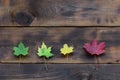 Some of the yellowing fallen autumn leaves of different colors on the background surface of natural wooden boards of dark brown c