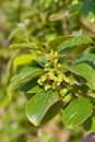 Some young fruits of a persimmon tree bright red on a branch full of green leaves Royalty Free Stock Photo