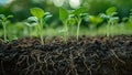 young plants growing in rich soil with roots