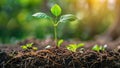 young plants and seedlings growing in rich soil with roots showing