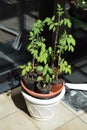 young tomato plants ready rather big, the paprika is much smaller Royalty Free Stock Photo