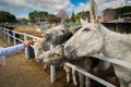 Donkeys love carrots whenever and always Royalty Free Stock Photo