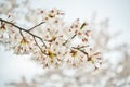Somei Yoshino cherry blossoms are in full bloom The branches and close-up of beautiful flowers