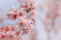 Close-up of Someiyoshino Cherry Blossom Sakura with blur background in spring.