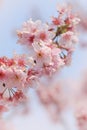 Close-up of Someiyoshino Cherry Blossom Sakura with blur background in spring. Royalty Free Stock Photo