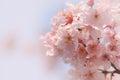 Close-up of Someiyoshino Cherry Blossom Sakura with blur background in spring.