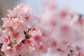 Close-up of Someiyoshino Cherry Blossom Sakura with blur background in spring. Royalty Free Stock Photo