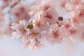 Close-up of Someiyoshino Cherry Blossom Sakura with blur background in spring. Royalty Free Stock Photo