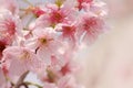 Close-up of Someiyoshino Cherry Blossom Sakura with blur background in spring.