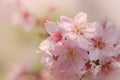 Close-up of Someiyoshino Cherry Blossom Sakura with blur background in spring. Royalty Free Stock Photo