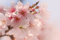 Close-up of Someiyoshino Cherry Blossom Sakura with blur background in spring. Royalty Free Stock Photo