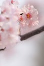 Close-up of Someiyoshino Cherry Blossom Sakura with blur background in spring. Royalty Free Stock Photo