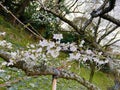 Japanese cherry blossoms, someiyoshino flowers.