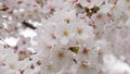 Someiyoshino sakura flowers in full bloom close up shot