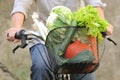 Vegetables in a bike basket close up Royalty Free Stock Photo