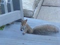 Someone decided to come to breakfast, sneaky squirrel