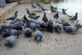 A lot of Pigeon