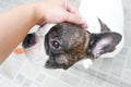 Someone is groping a dog, French dog Royalty Free Stock Photo