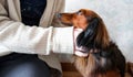 Someone hugs and strokes a long-haired red-haired black dachshund. Dog looks faithfully at the owner Royalty Free Stock Photo