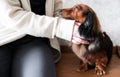 Someone hugs and strokes a long-haired red-haired black dachshund. Dog looks faithfully at the owner Royalty Free Stock Photo