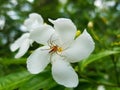 Someone taking breakfast on a Pinwheel flower Royalty Free Stock Photo