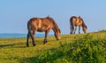 Somerset England UK wild Exmoor ponies Royalty Free Stock Photo