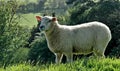 Somerset Sheep