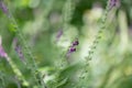 Somerset Skullcap, Scutellaria columnae, purple flowering plants