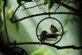 Finches in a Fairyland Garden
