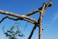 Framework with Pine Bow form Traditional Keltic Wedding Alter