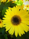 Bright Sunshine yellow Gerber Daisy Royalty Free Stock Photo