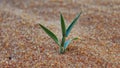 The dance of the plant with grains of sand