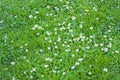 Lawn with many white Bellis perennis daisy as background.