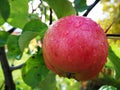 somewhat ripe apple on a branch with leaves. green background Royalty Free Stock Photo