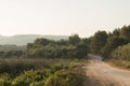 A rural scenery with goats, a rural road and trees