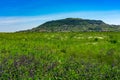 Somlo hill with traditional Hungarian homes and vineyards in the middle of a wild flower field Royalty Free Stock Photo