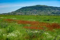 Somlo hill with traditional Hungarian homes and vineyards in the middle of a wild flower field Royalty Free Stock Photo