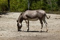 Sommali Wild - Equus africanus somaliensis