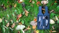 Sommelier set for opening wine bottles. Gift set for a sommelier on a background of grass and autumn foliage. Copy space Royalty Free Stock Photo