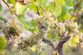 Sommer wine grape Royalty Free Stock Photo