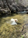 Somo retrieving a stick at the creek