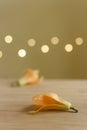 Son champa flower on the wooden surface with background yellow light Bokeh. It is also called as Champak or son chafa which used