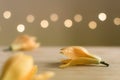 Son champa flowers also known as Champak or Golden champa on the wooden surface with bokeh at background. Used selective focus.