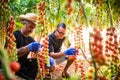 Son and dad agriculture workers cheking and collect harvest of c Royalty Free Stock Photo