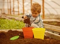 Son in greenhouse. little son play with soil. greenhouse concept. son working in greenhouse. small son boy planting in