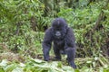 Son of Guhonda, Junior Silverback Royalty Free Stock Photo