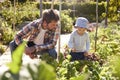 Son Helping Father As They Work On Allotment Together