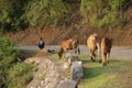 The cowman is feeding his cows on the old highway that is no longer in use Royalty Free Stock Photo