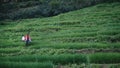 Beautiful landscape view, farmers are planting rice in the rice field,rice terraces with farmers in green nature, farmer working